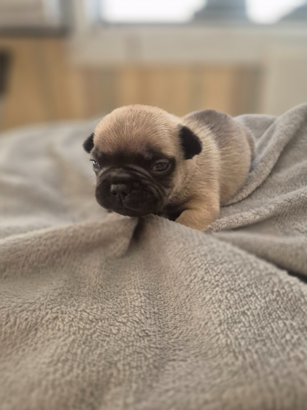 Le Domaine d'Oscar - Chiots disponibles - Bouledogue français