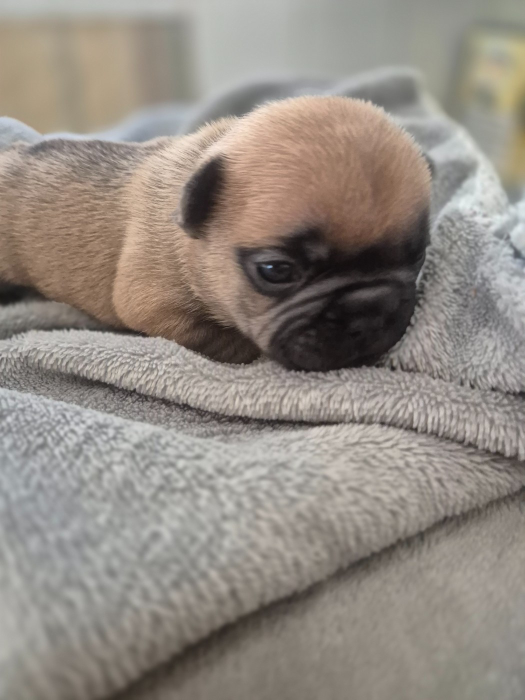 Le Domaine d'Oscar - Chiots disponibles - Bouledogue français