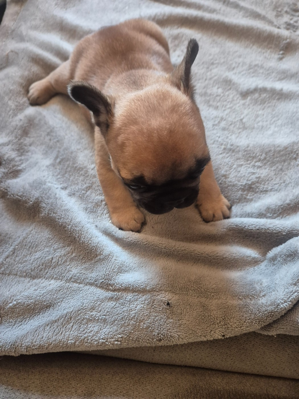 Le Domaine d'Oscar - Chiots disponibles - Bouledogue français