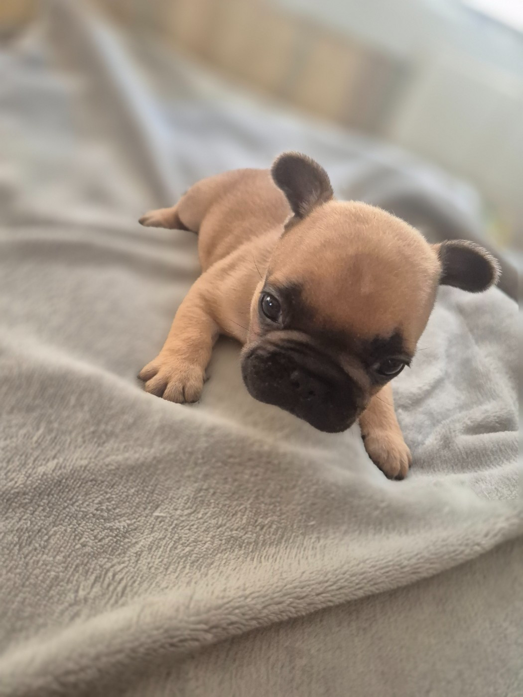Le Domaine d'Oscar - Chiots disponibles - Bouledogue français