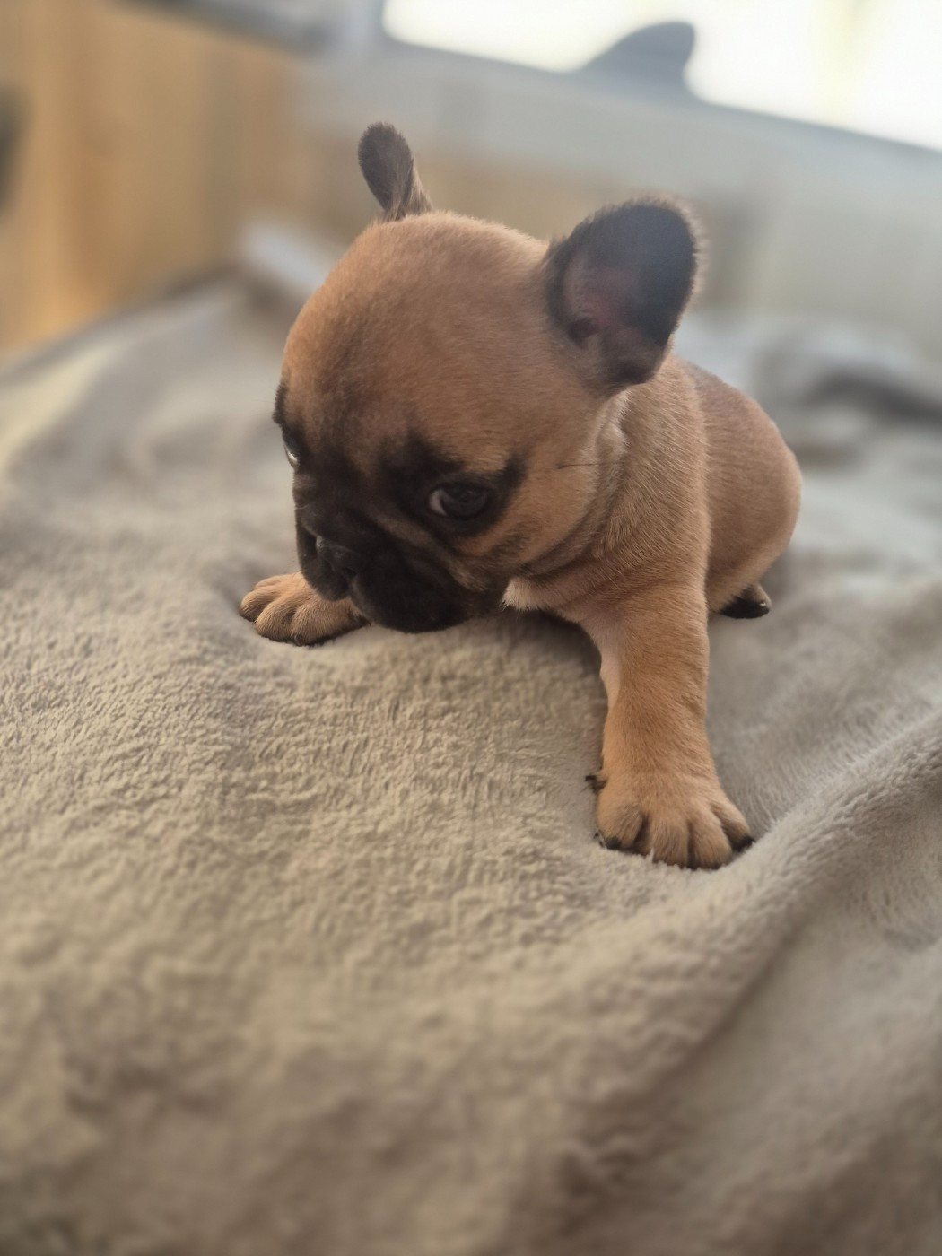 Le Domaine d'Oscar - Chiots disponibles - Bouledogue français