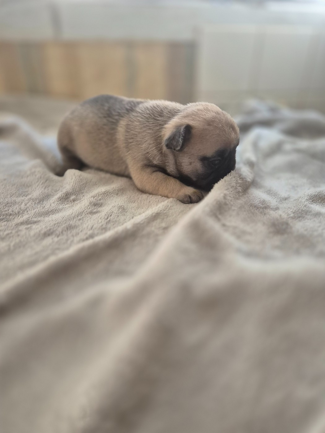 Le Domaine d'Oscar - Chiots disponibles - Bouledogue français