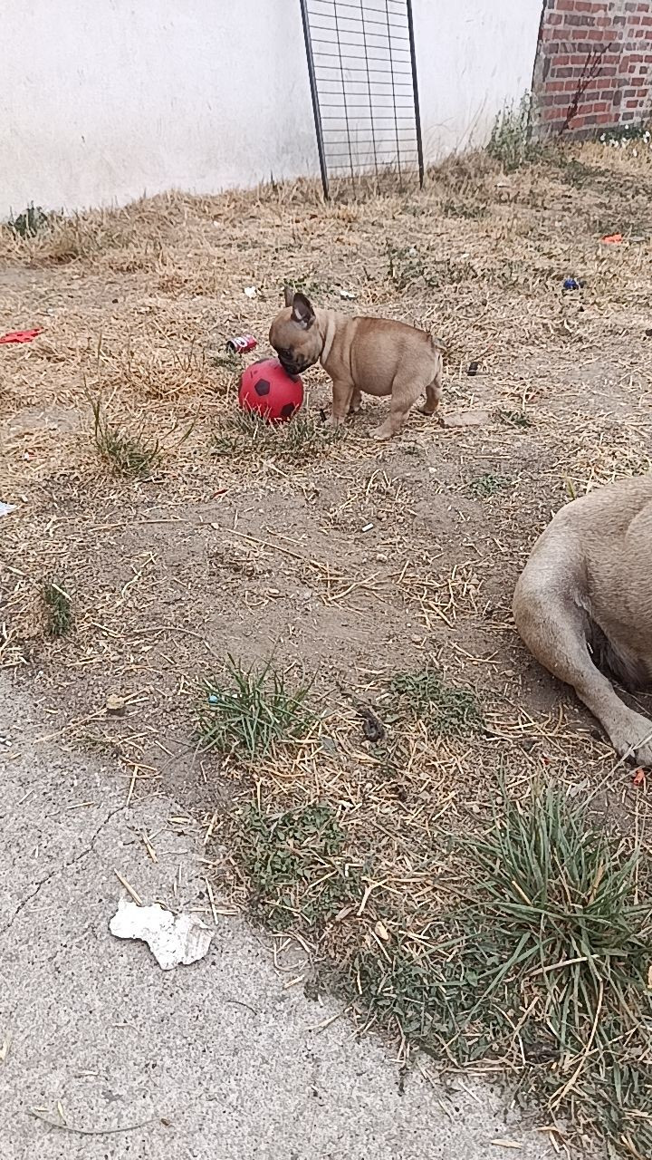 Le Domaine d'Oscar - Bouledogue français - Portée née le 13/06/2026